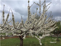 3c03293c-20190404 Trešnje.jpg